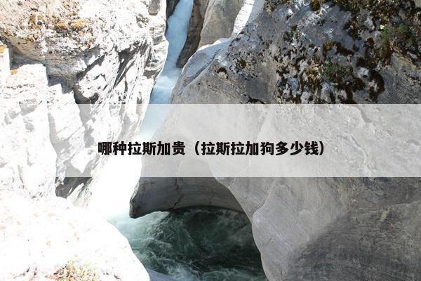 哪种拉斯加贵（拉斯拉加狗多少钱）