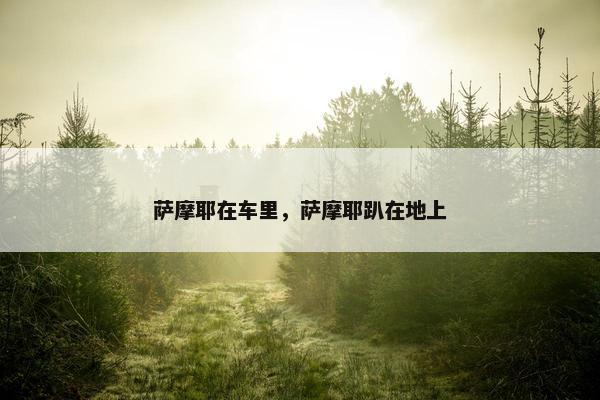 萨摩耶在车里，萨摩耶趴在地上