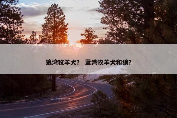 狼湾牧羊犬？ 蓝湾牧羊犬和狼？