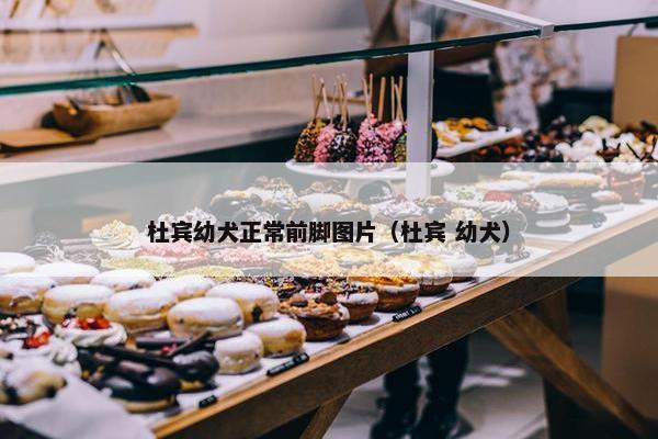 杜宾幼犬正常前脚图片（杜宾 幼犬）