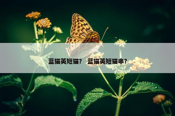 蓝猫英短猫？ 蓝猫英短猫串？