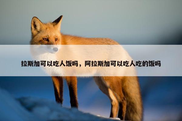拉斯加可以吃人饭吗，阿拉斯加可以吃人吃的饭吗