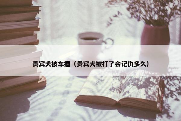 贵宾犬被车撞（贵宾犬被打了会记仇多久）