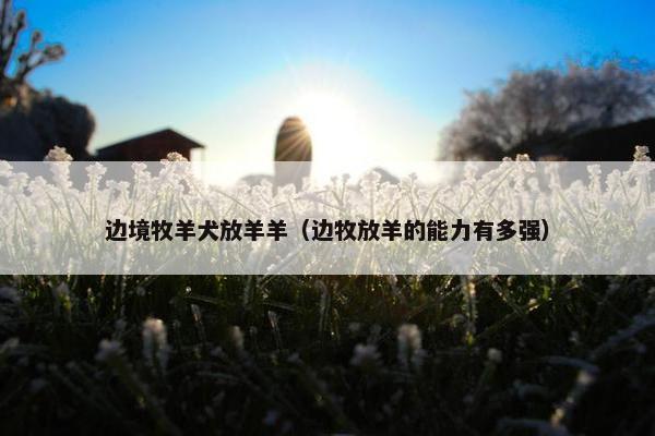 边境牧羊犬放羊羊（边牧放羊的能力有多强）