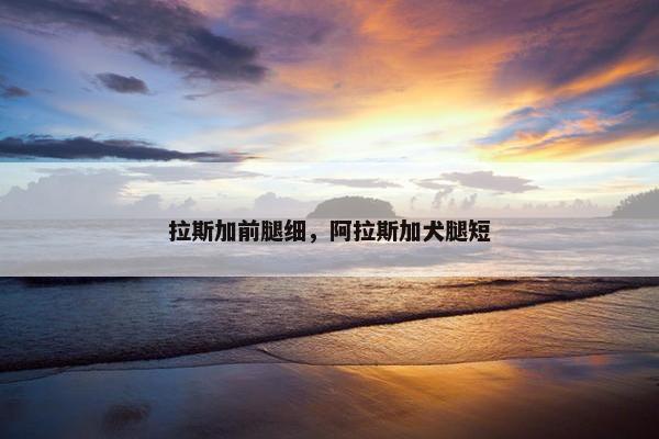 拉斯加前腿细，阿拉斯加犬腿短
