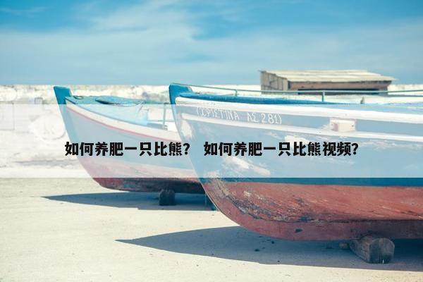 如何养肥一只比熊？ 如何养肥一只比熊视频？