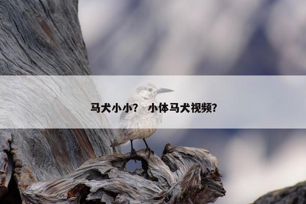 马犬小小？ 小体马犬视频？