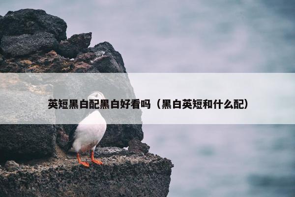 英短黑白配黑白好看吗（黑白英短和什么配）