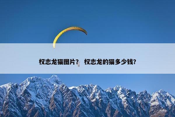 权志龙猫图片？ 权志龙的猫多少钱？