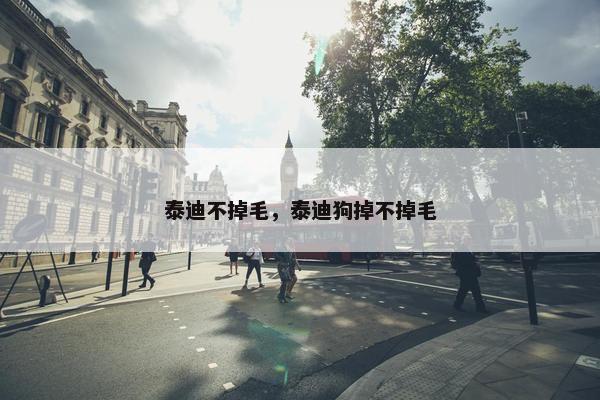 泰迪不掉毛，泰迪狗掉不掉毛