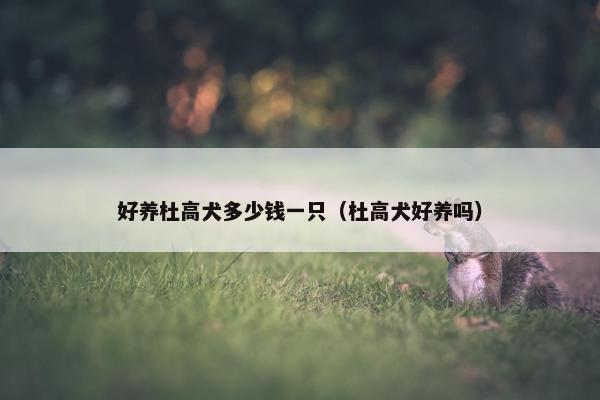 好养杜高犬多少钱一只（杜高犬好养吗）
