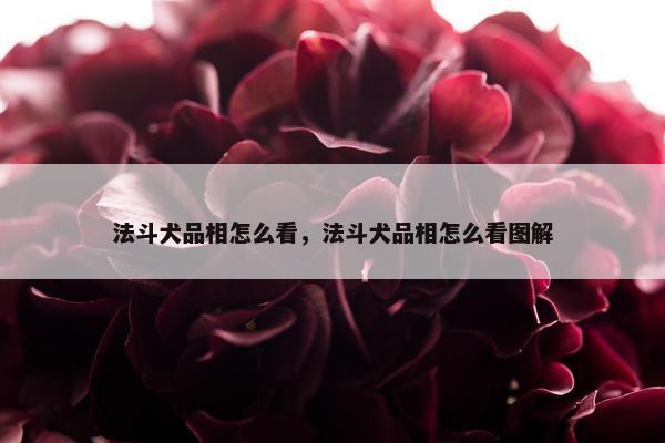 法斗犬品相怎么看，法斗犬品相怎么看图解