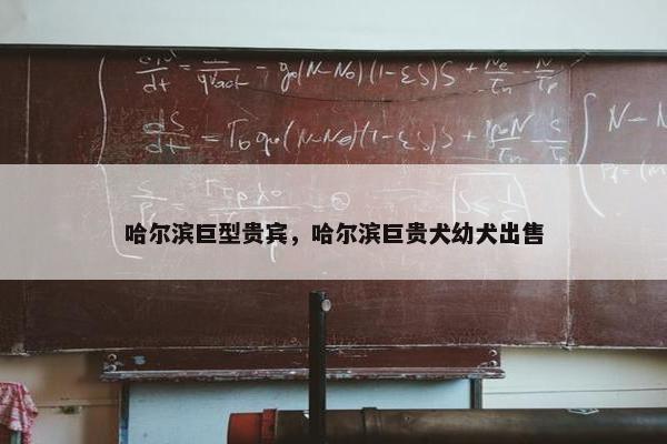 哈尔滨巨型贵宾，哈尔滨巨贵犬幼犬出售