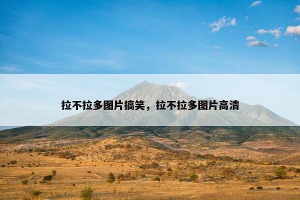 拉不拉多图片搞笑，拉不拉多图片高清