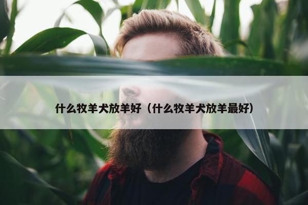 什么牧羊犬放羊好（什么牧羊犬放羊最好）