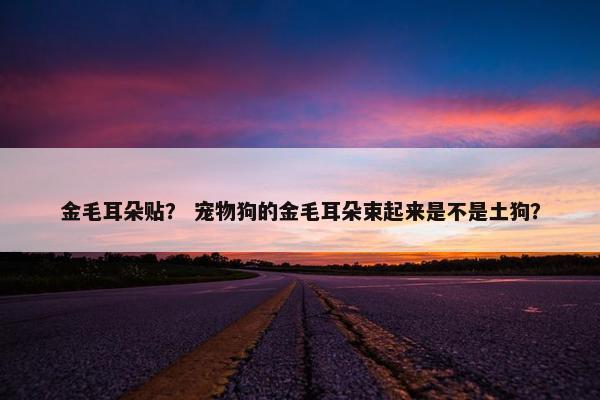 金毛耳朵贴？ 宠物狗的金毛耳朵束起来是不是土狗？