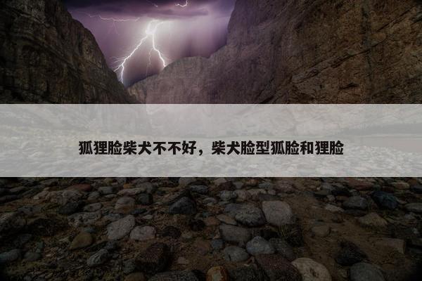 狐狸脸柴犬不不好，柴犬脸型狐脸和狸脸