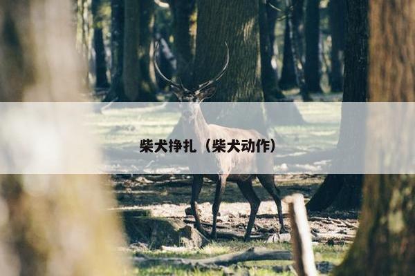 柴犬挣扎（柴犬动作）