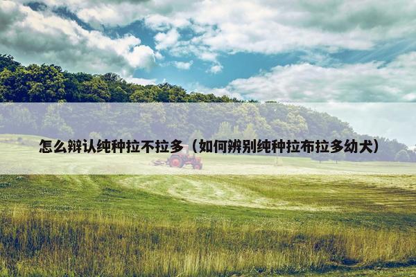 怎么辩认纯种拉不拉多（如何辨别纯种拉布拉多幼犬）