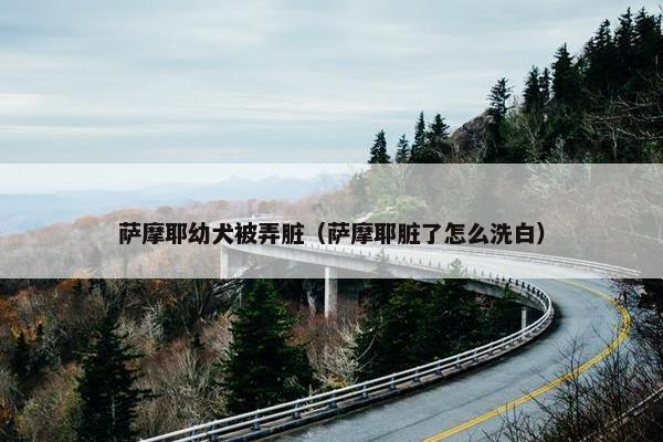 萨摩耶幼犬被弄脏（萨摩耶脏了怎么洗白）