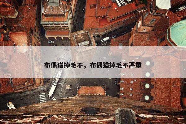 布偶猫掉毛不，布偶猫掉毛不严重