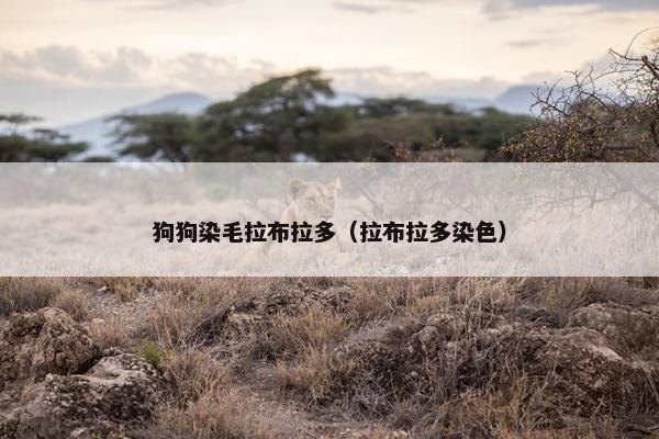 狗狗染毛拉布拉多（拉布拉多染色）