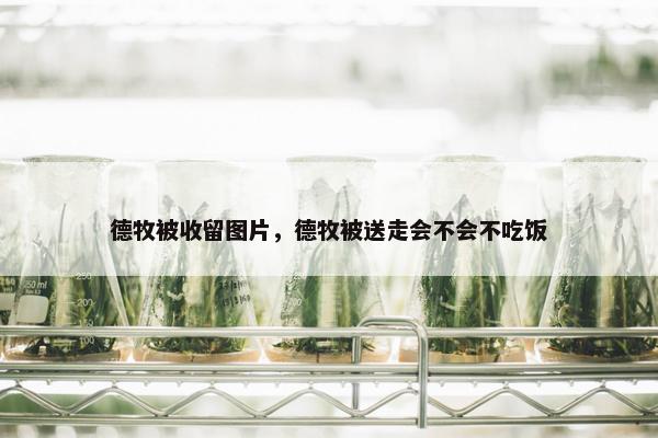 德牧被收留图片，德牧被送走会不会不吃饭