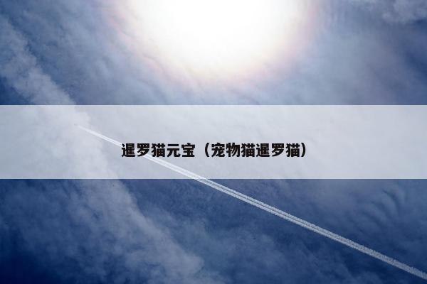 暹罗猫元宝（宠物猫暹罗猫）