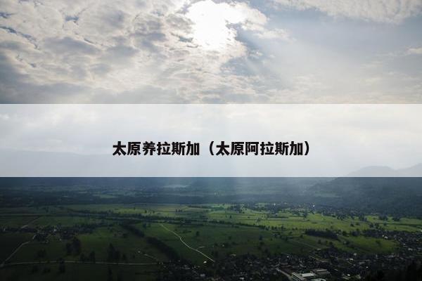 太原养拉斯加（太原阿拉斯加）