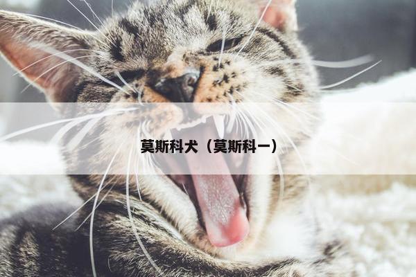 莫斯科犬（莫斯科一）