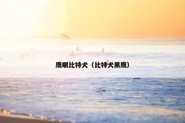 鹰眼比特犬（比特犬黑鹰）