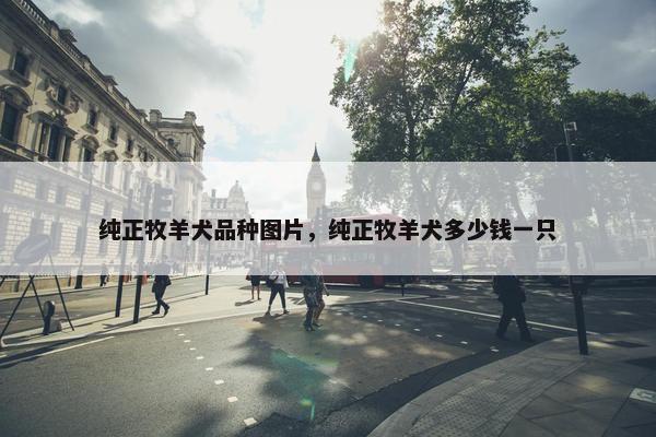 纯正牧羊犬品种图片，纯正牧羊犬多少钱一只