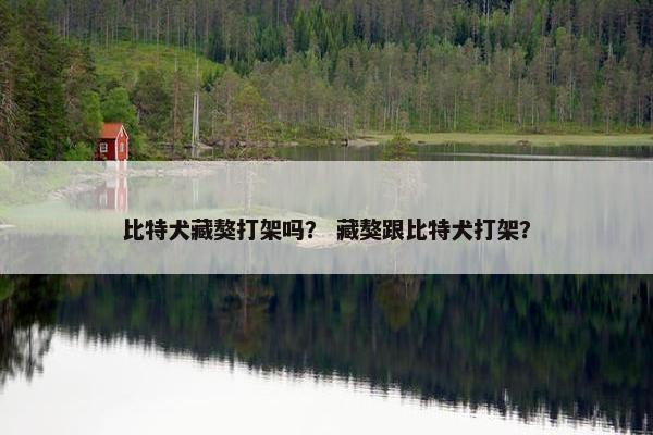 比特犬藏獒打架吗？ 藏獒跟比特犬打架？