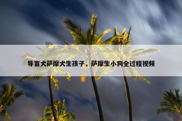 导盲犬萨摩犬生孩子，萨摩生小狗全过程视频