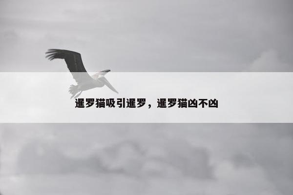 暹罗猫吸引暹罗，暹罗猫凶不凶