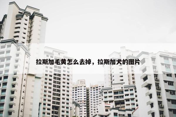 拉斯加毛黄怎么去掉，拉斯加犬的图片