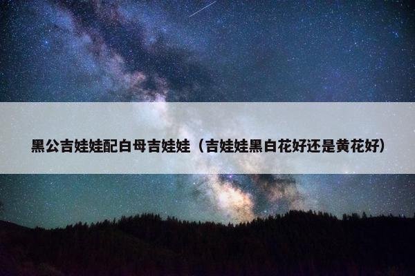 黑公吉娃娃配白母吉娃娃（吉娃娃黑白花好还是黄花好）