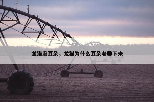 龙猫没耳朵，龙猫为什么耳朵老垂下来