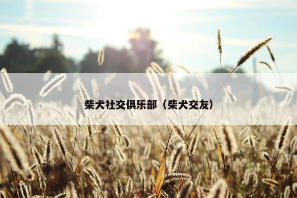柴犬社交俱乐部（柴犬交友）
