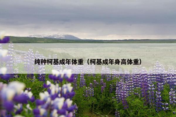 纯种柯基成年体重（柯基成年身高体重）