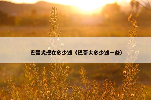 巴哥犬现在多少钱（巴哥犬多少钱一条）