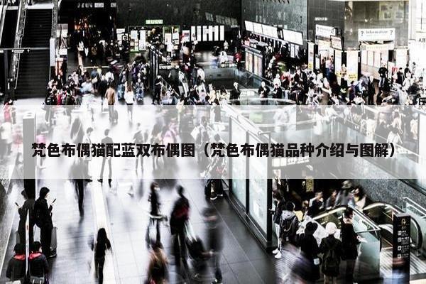 梵色布偶猫配蓝双布偶图（梵色布偶猫品种介绍与图解）