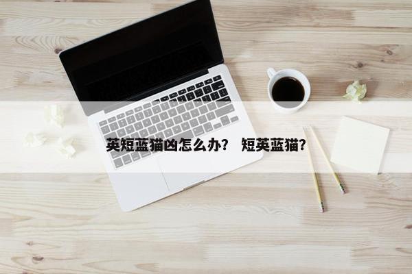 英短蓝猫凶怎么办？ 短英蓝猫？