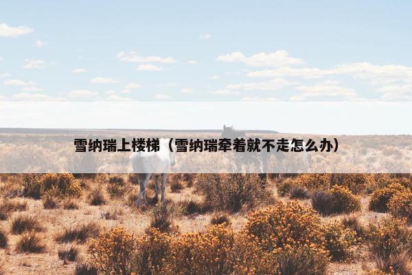 雪纳瑞上楼梯（雪纳瑞牵着就不走怎么办）