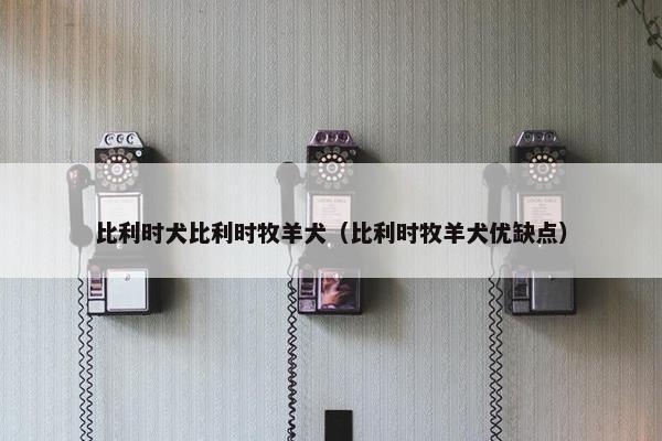 比利时犬比利时牧羊犬（比利时牧羊犬优缺点）