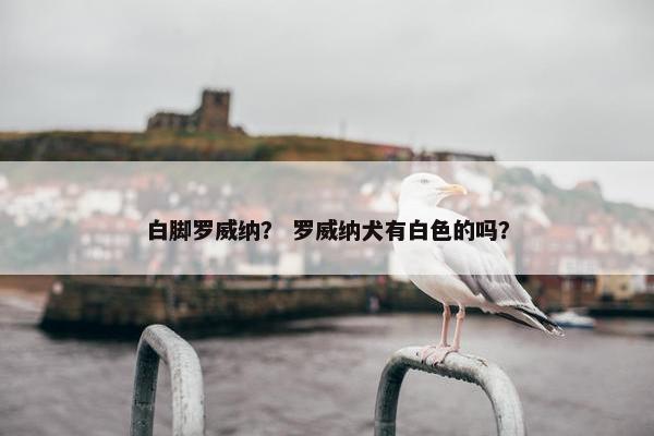 白脚罗威纳？ 罗威纳犬有白色的吗？