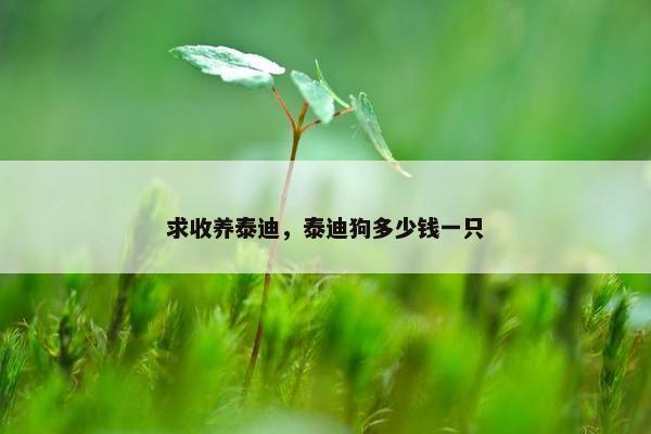 求收养泰迪，泰迪狗多少钱一只