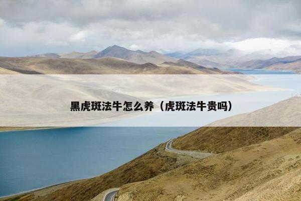 黑虎斑法牛怎么养（虎斑法牛贵吗）