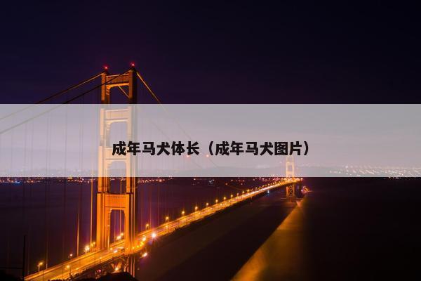 成年马犬体长（成年马犬图片）