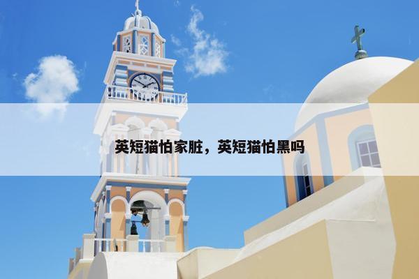 英短猫怕家脏，英短猫怕黑吗